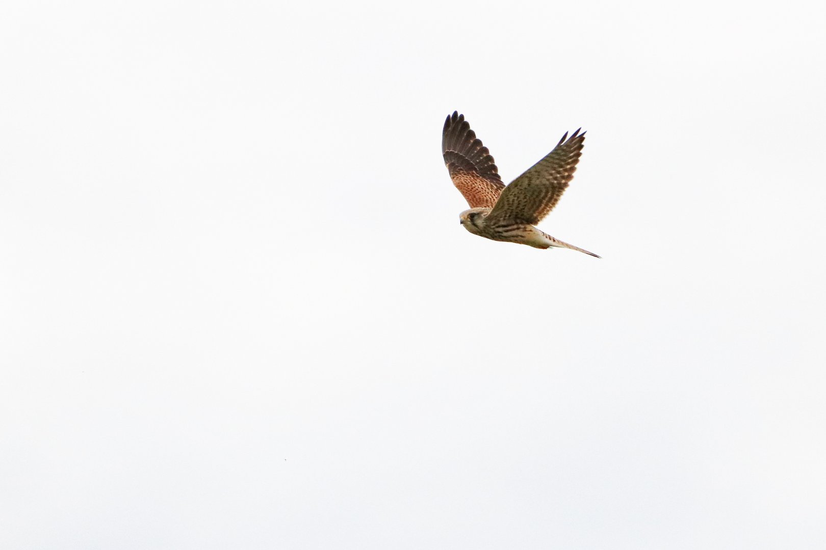 Eurasian kestrel