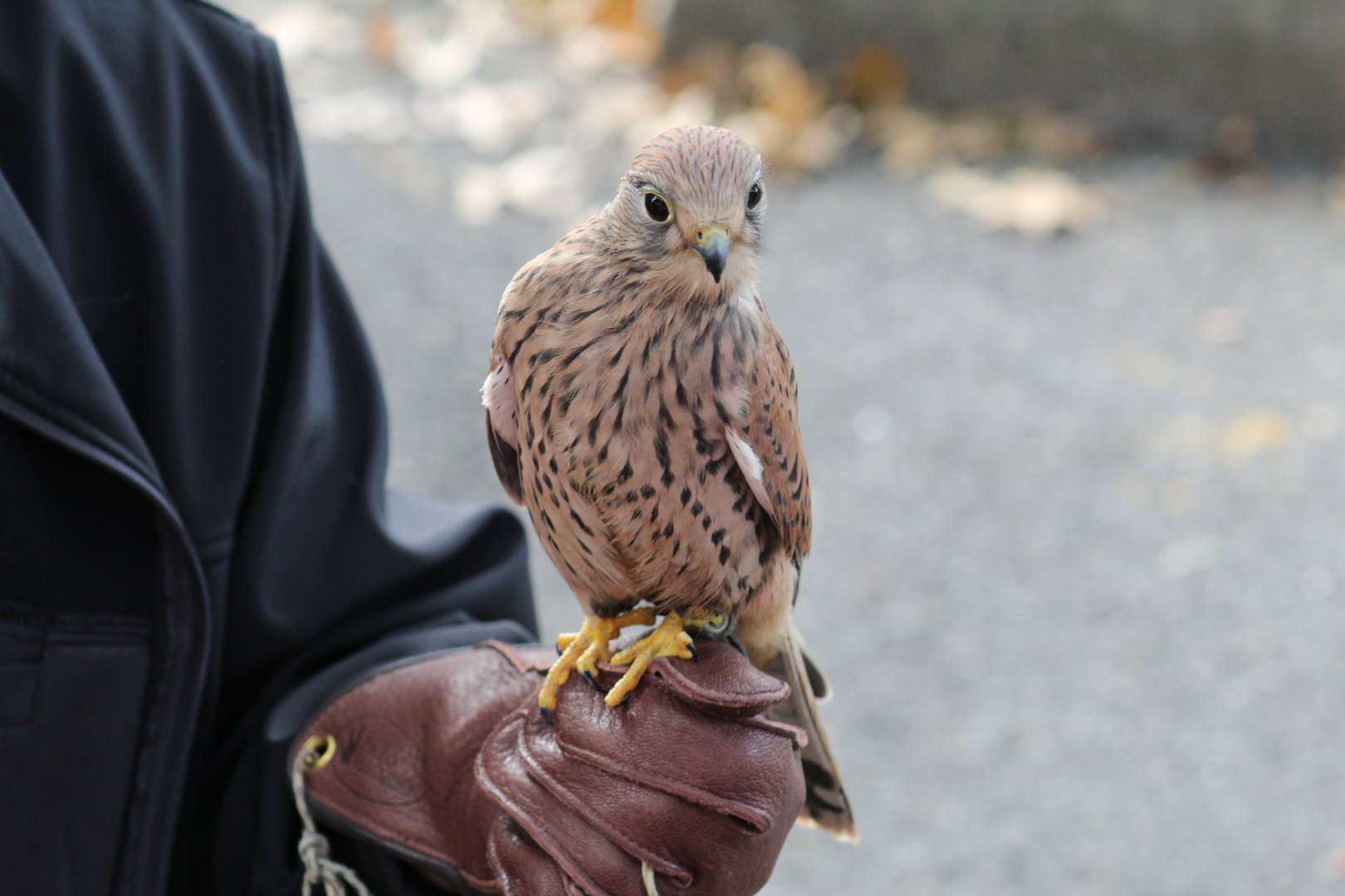 Eurasian Kestrel