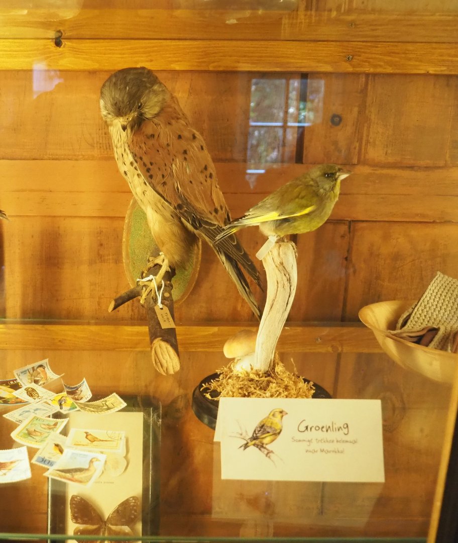Eurasian kestrels and European greenfinch taxidermies, 2023-09-24