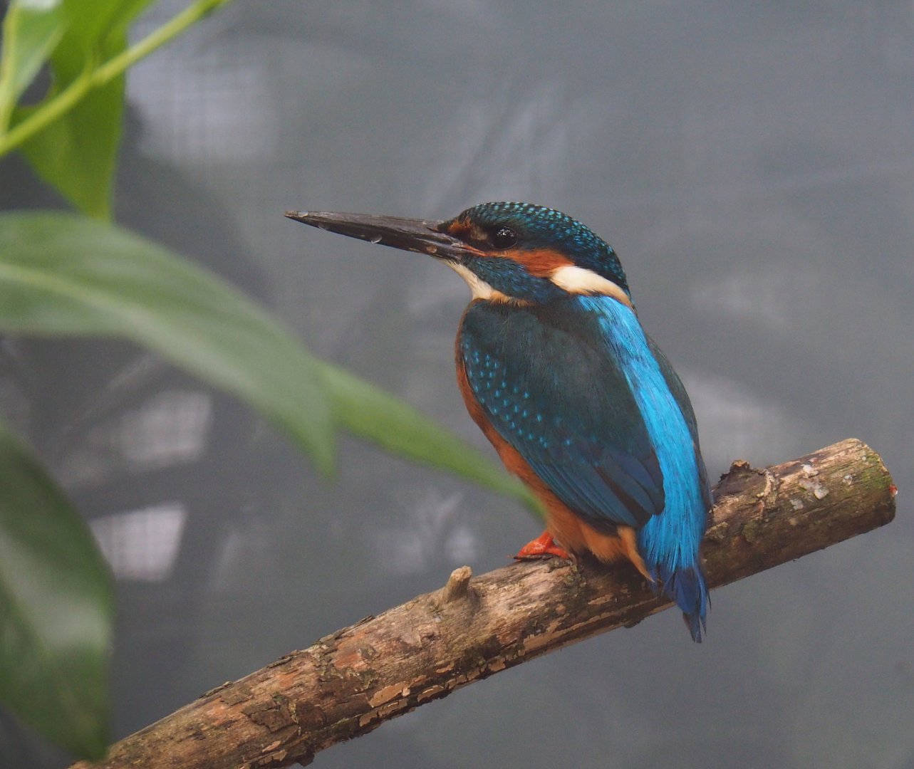 Eurasian kingfisher (Alcedo atthis), 2019-05-25