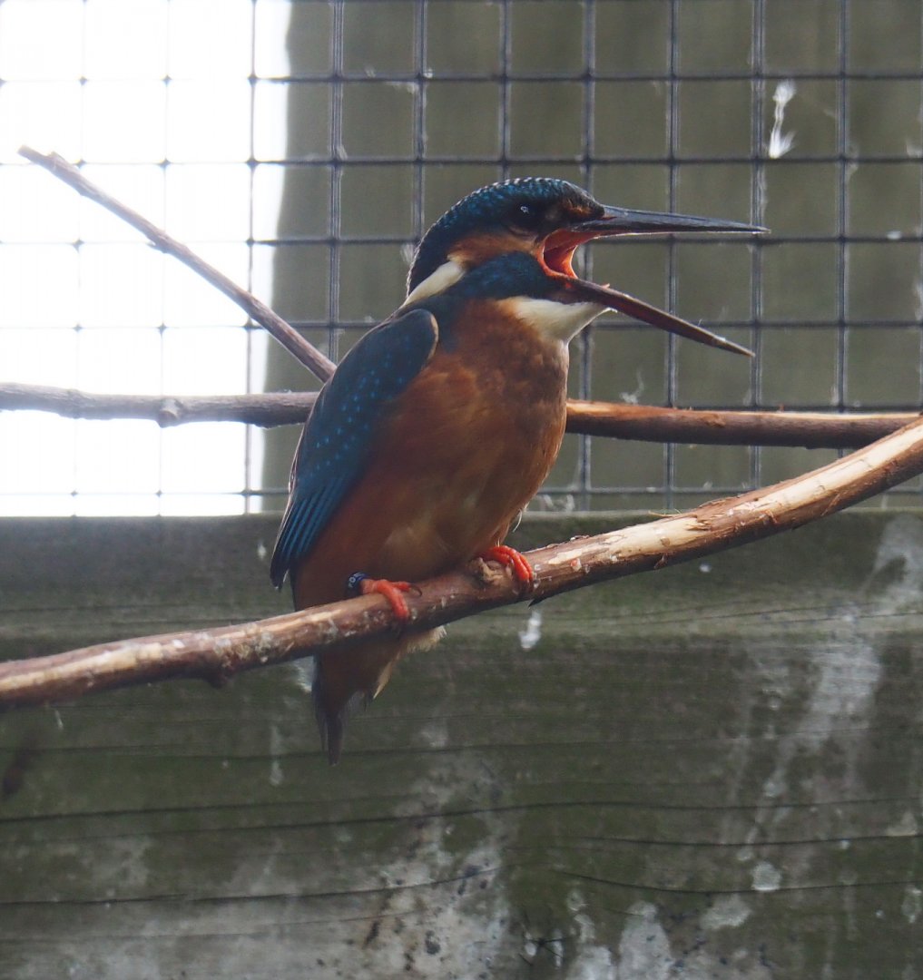 Eurasian kingfisher (Alcedo atthis), 2019-05-25