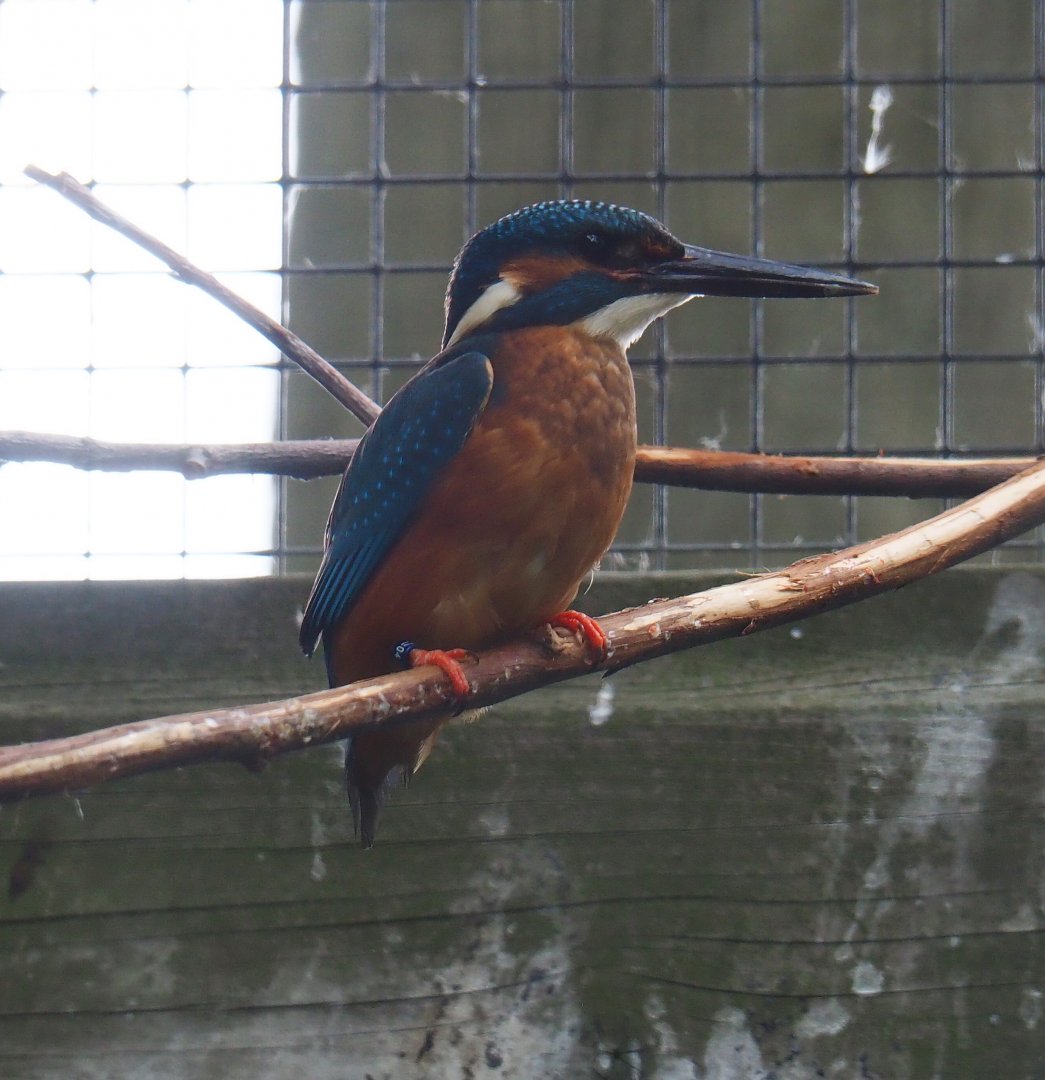 Eurasian kingfisher (Alcedo atthis), 2019-05-25