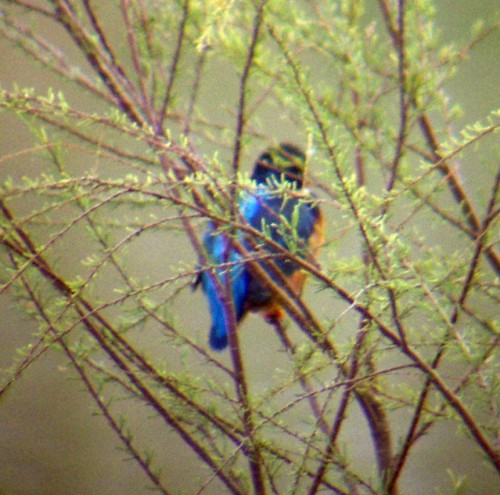 Eurasian Kingfisher (Alcedo atthis)