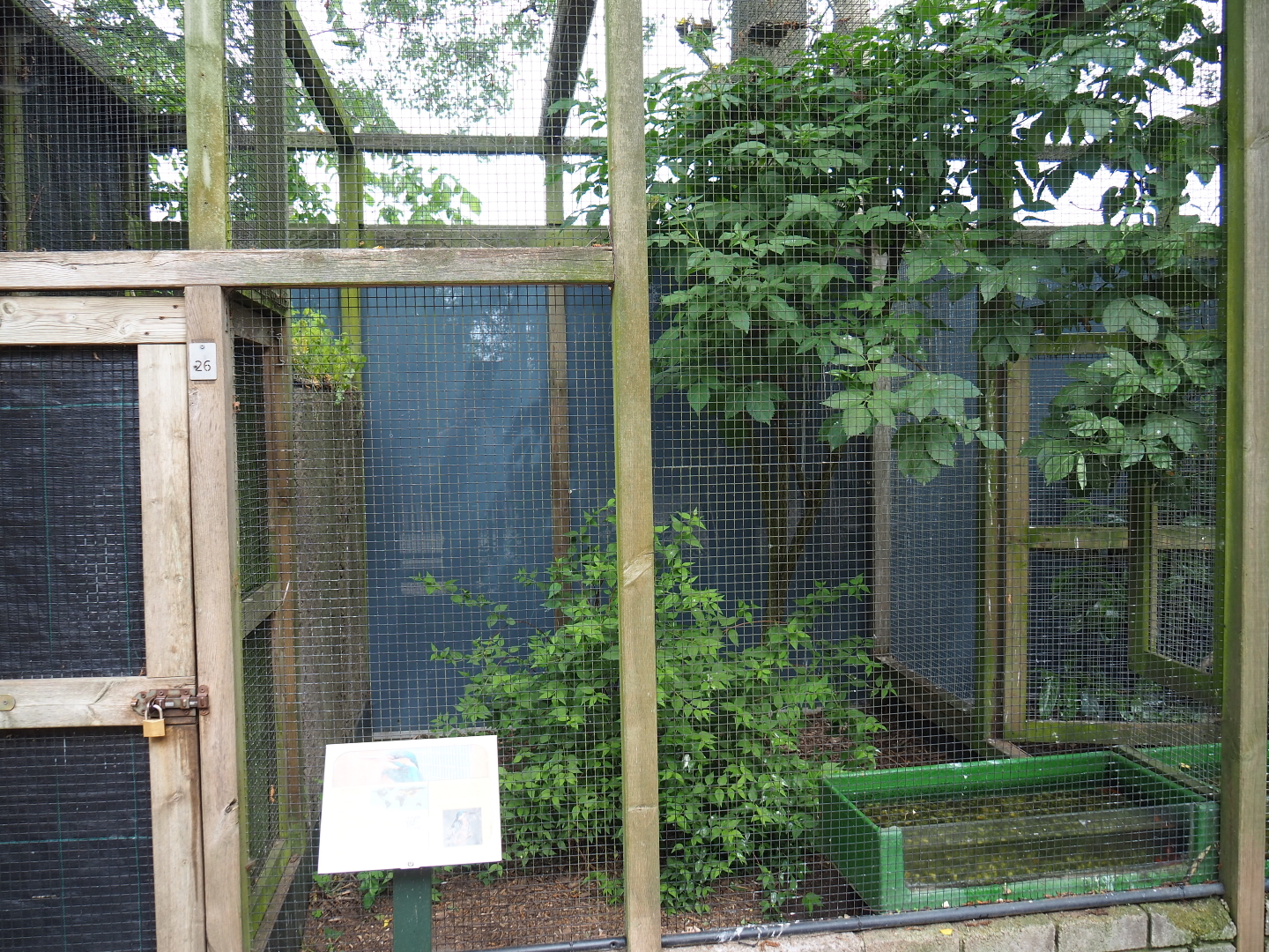 Eurasian kingfisher aviaries, 2019-05-25