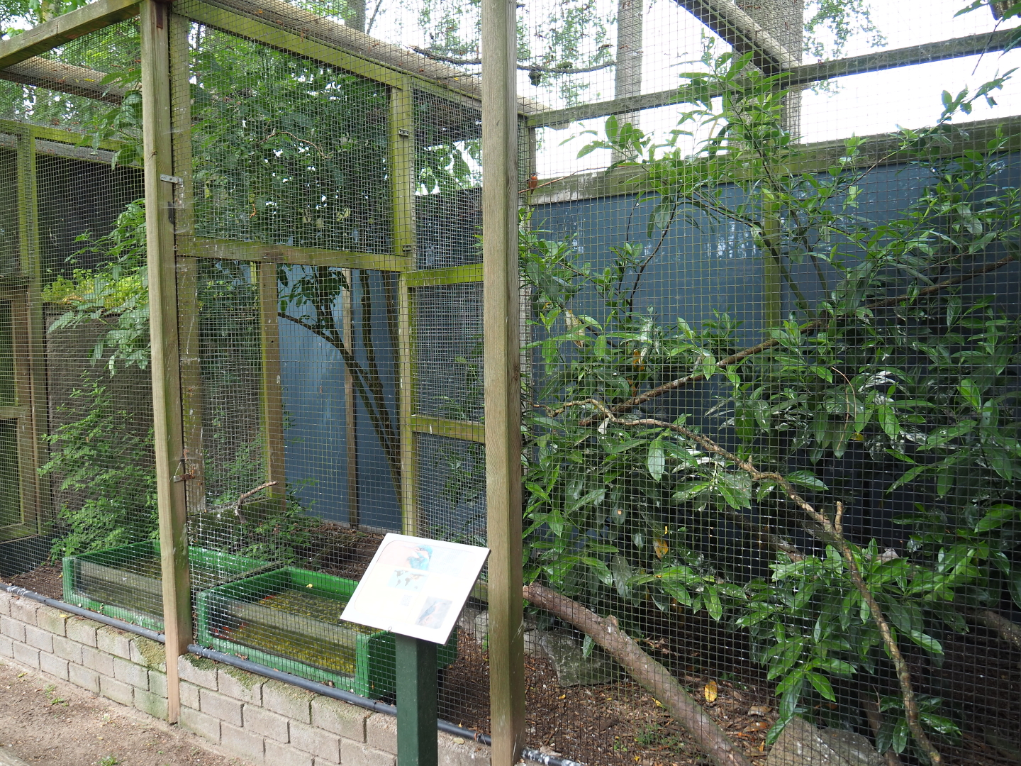 Eurasian kingfisher aviaries, 2019-05-25