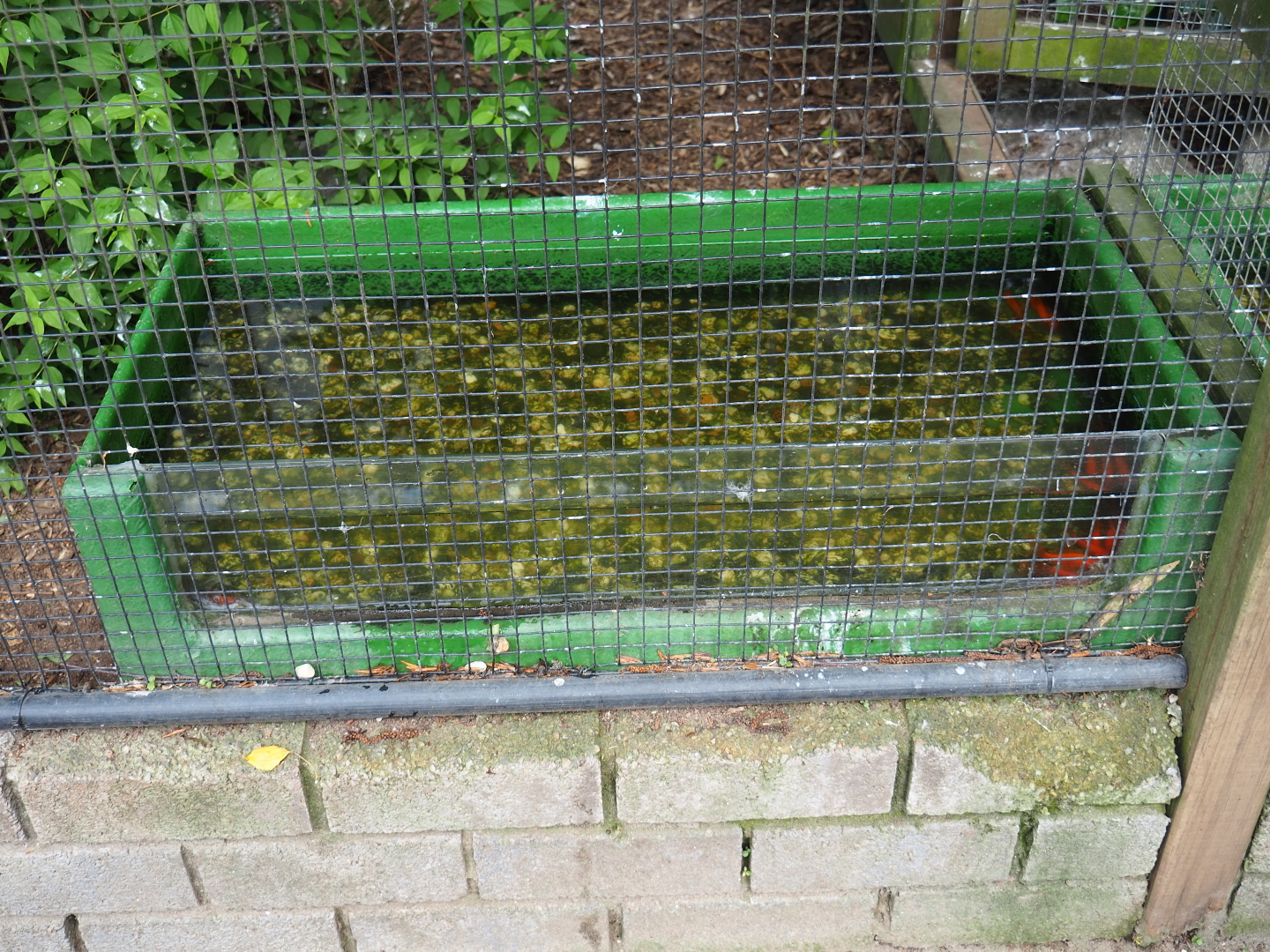 Eurasian kingfisher aviaries - Feeder tub with live little fish, 2019-05-25