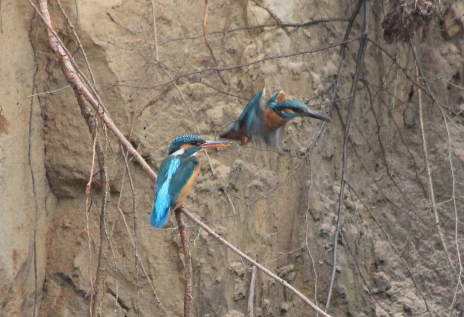 Eurasian kingfishers