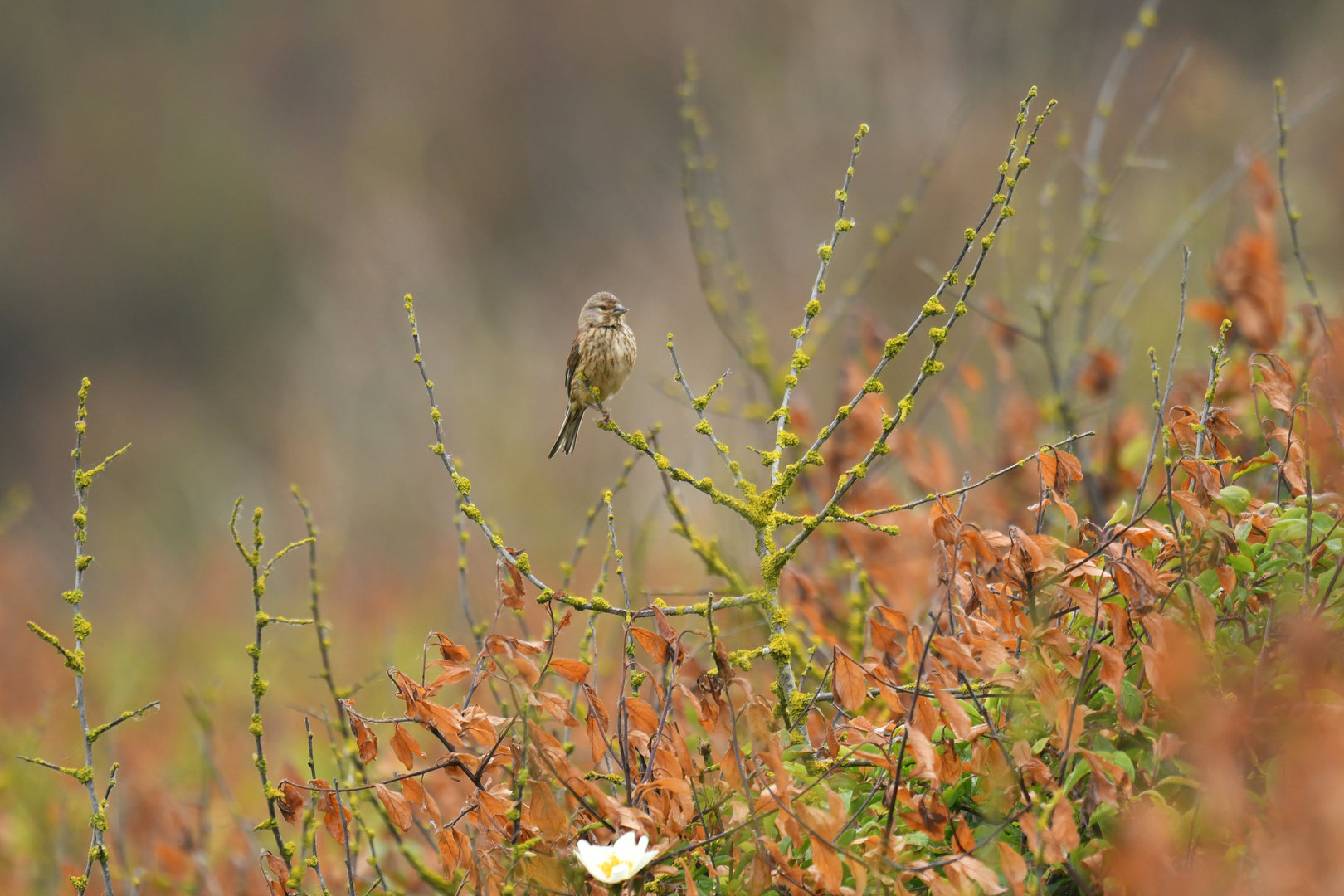 Eurasian Linnet Linaria cannabina