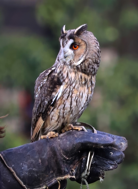 Eurasian Long-eared owl (Asio otus otus)