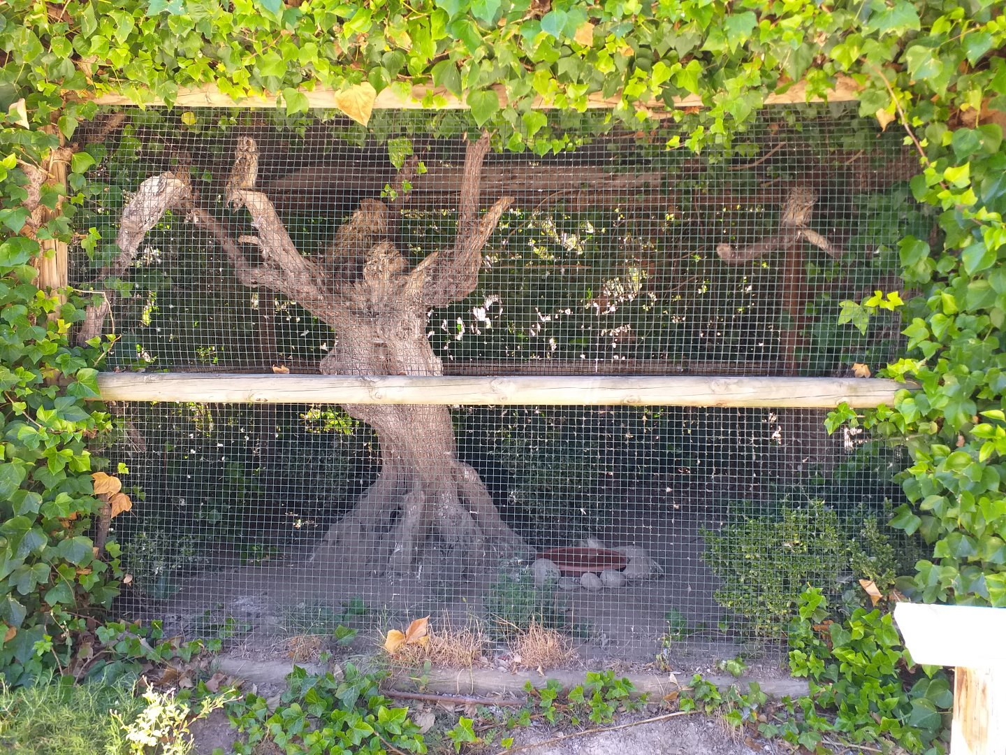 Eurasian long-eared owl exhibit -Sendaviva (2020)