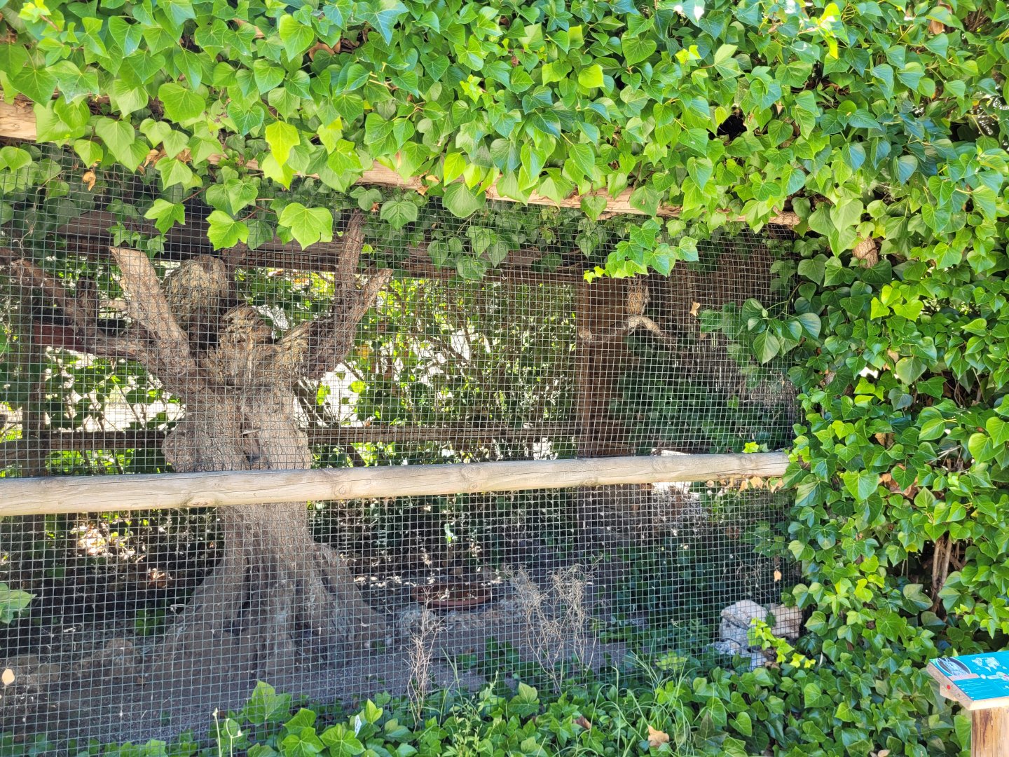 Eurasian long-eared owl exhibit -Sendaviva (2024)