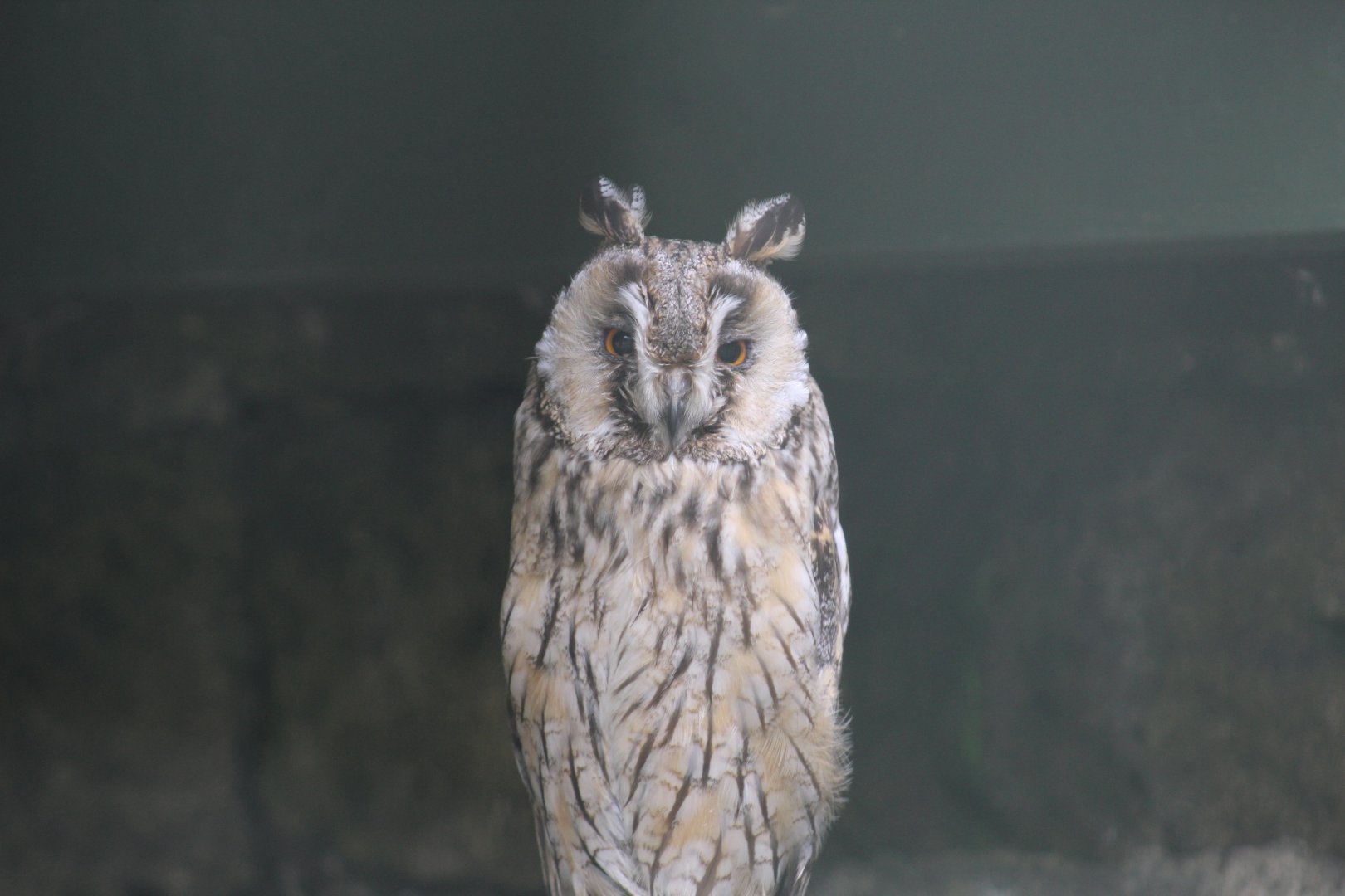 Eurasian Long-Eared Owl