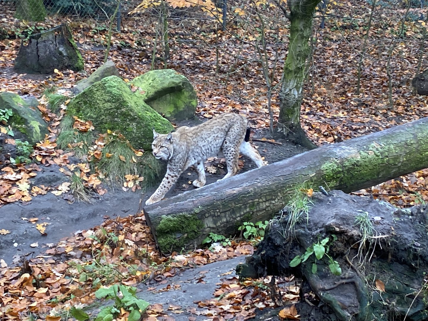 Eurasian lynx 011219