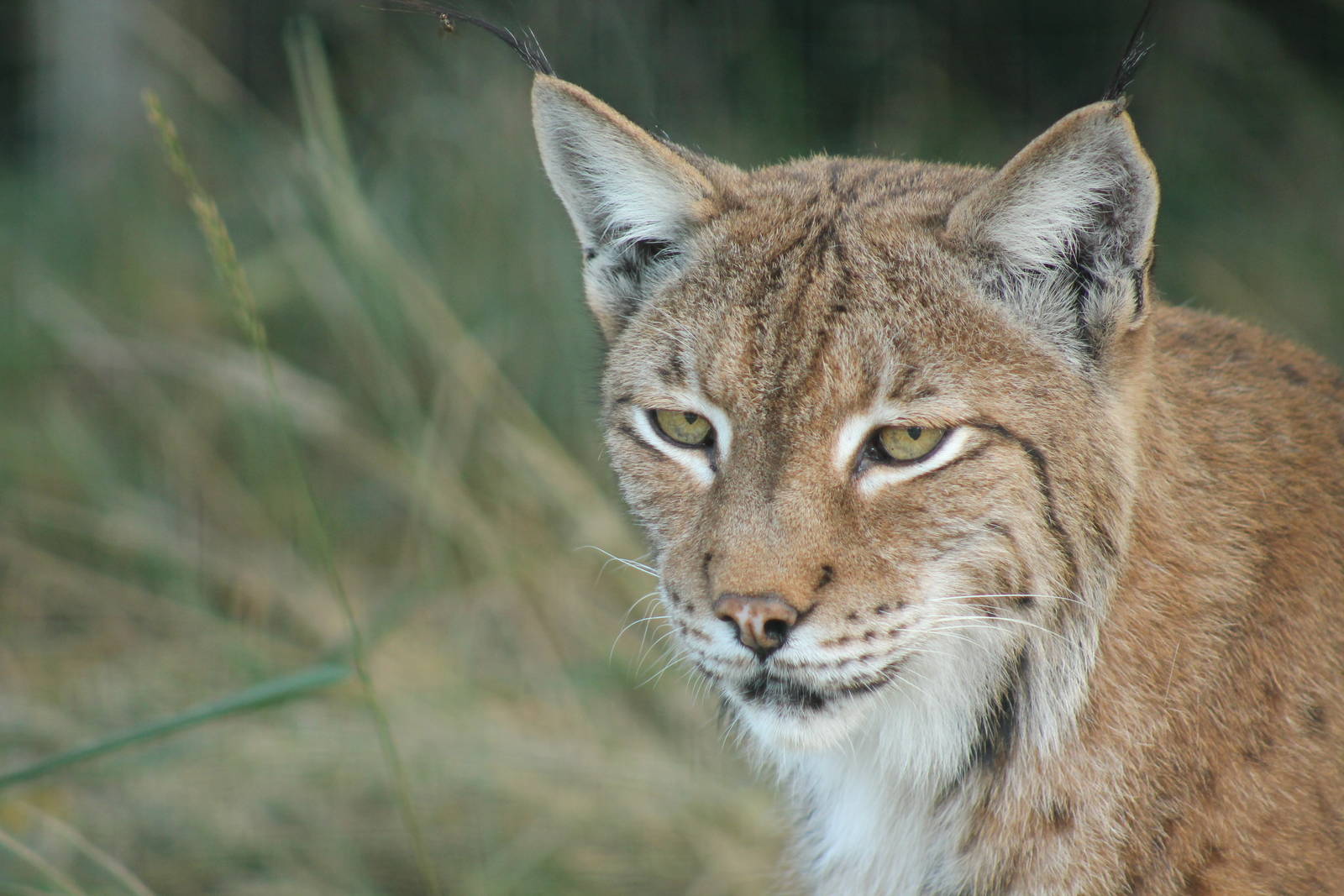 Eurasian Lynx - 11th September 2016