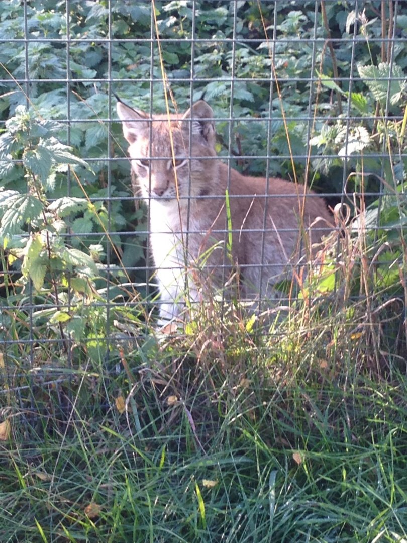 Eurasian lynx (12 October 2013)