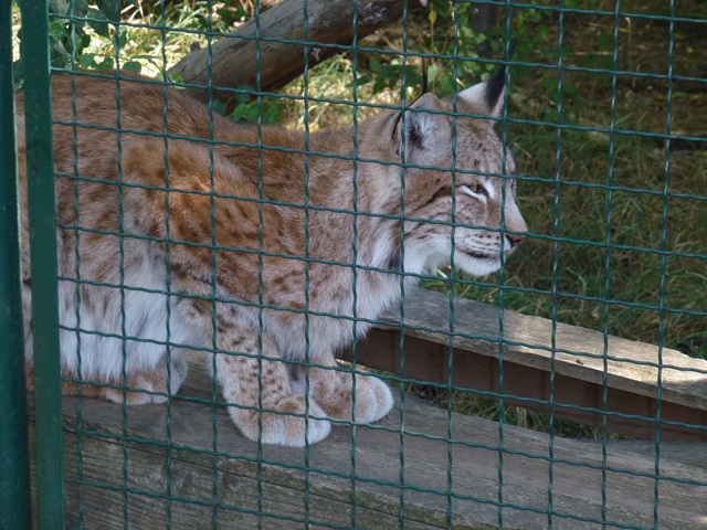 Eurasian Lynx 15.9.13