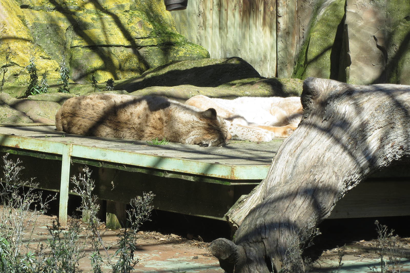 Eurasian Lynx 150216