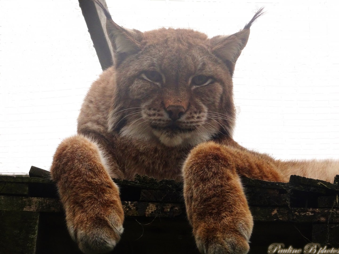 Eurasian Lynx 18 October 2025