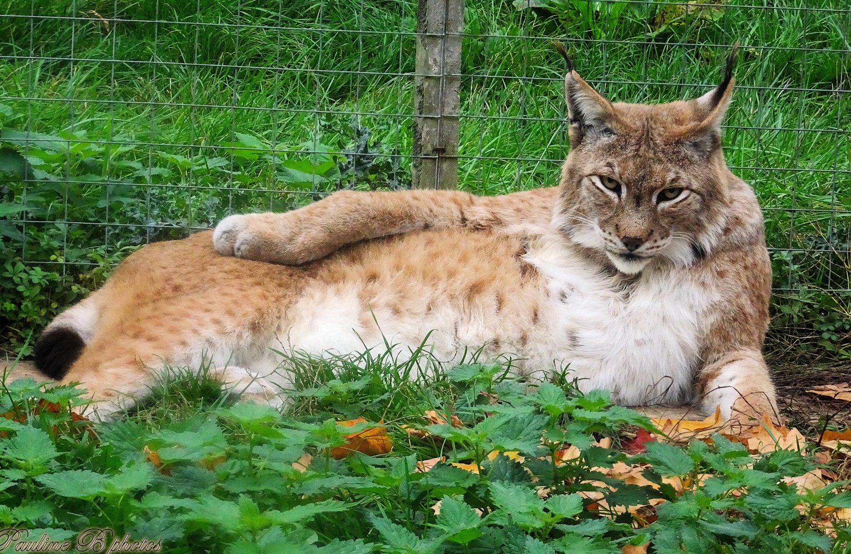 Eurasian Lynx 18 October 2025