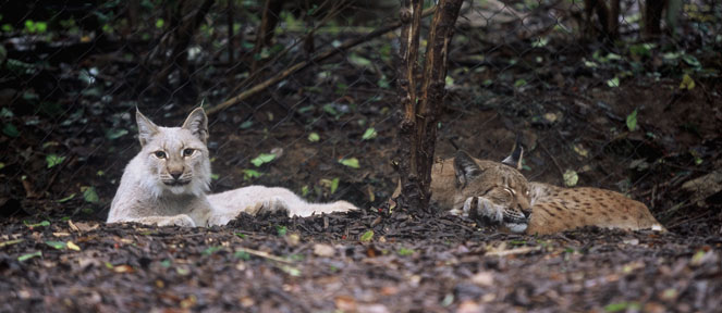 eurasian lynx - 2 colors