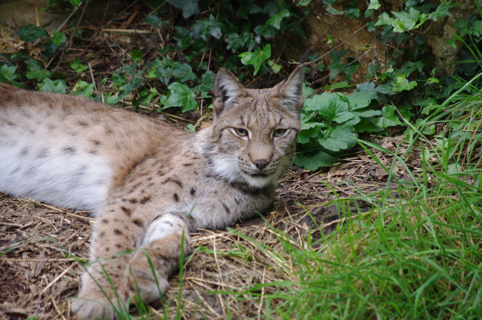 Eurasian Lynx- 21/9/2024