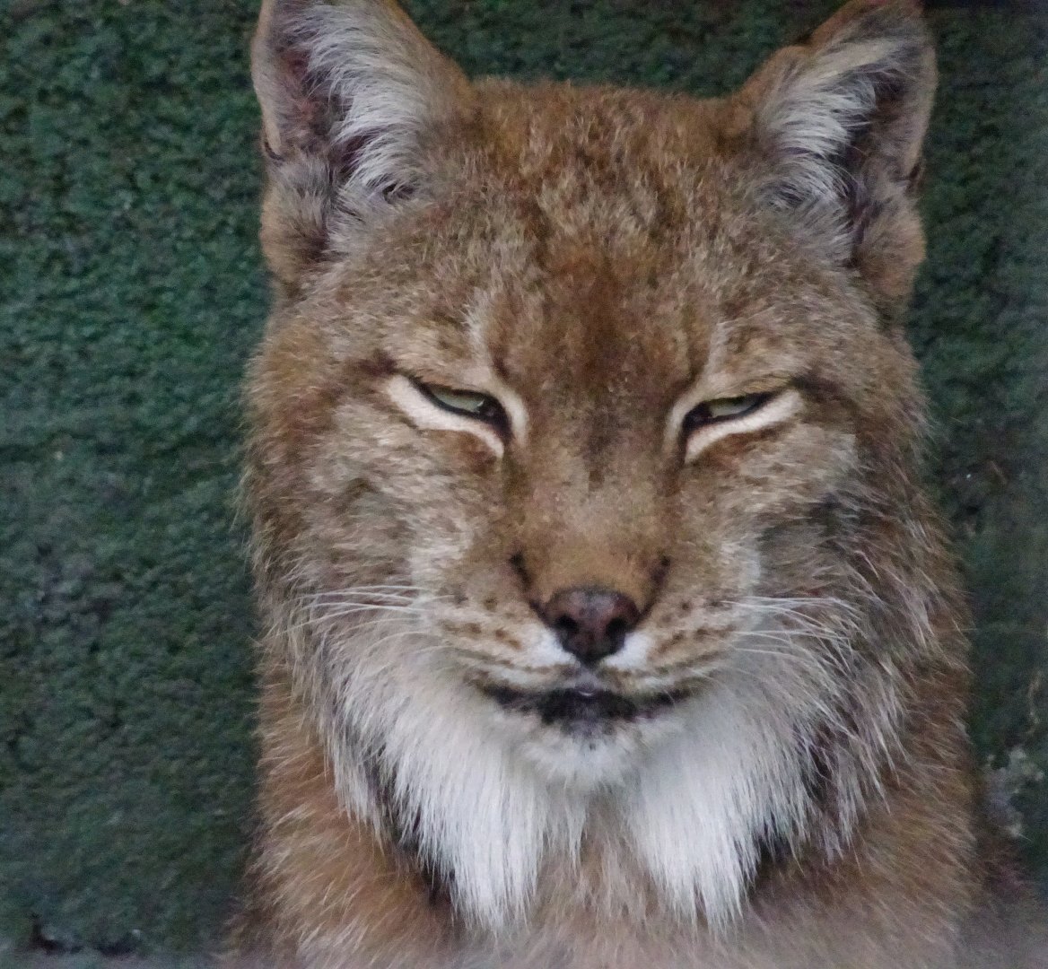 Eurasian Lynx        22 May 2025