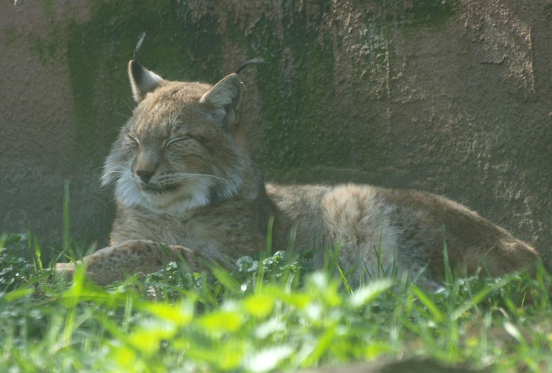 Eurasian lynx (April 19th, 2015)