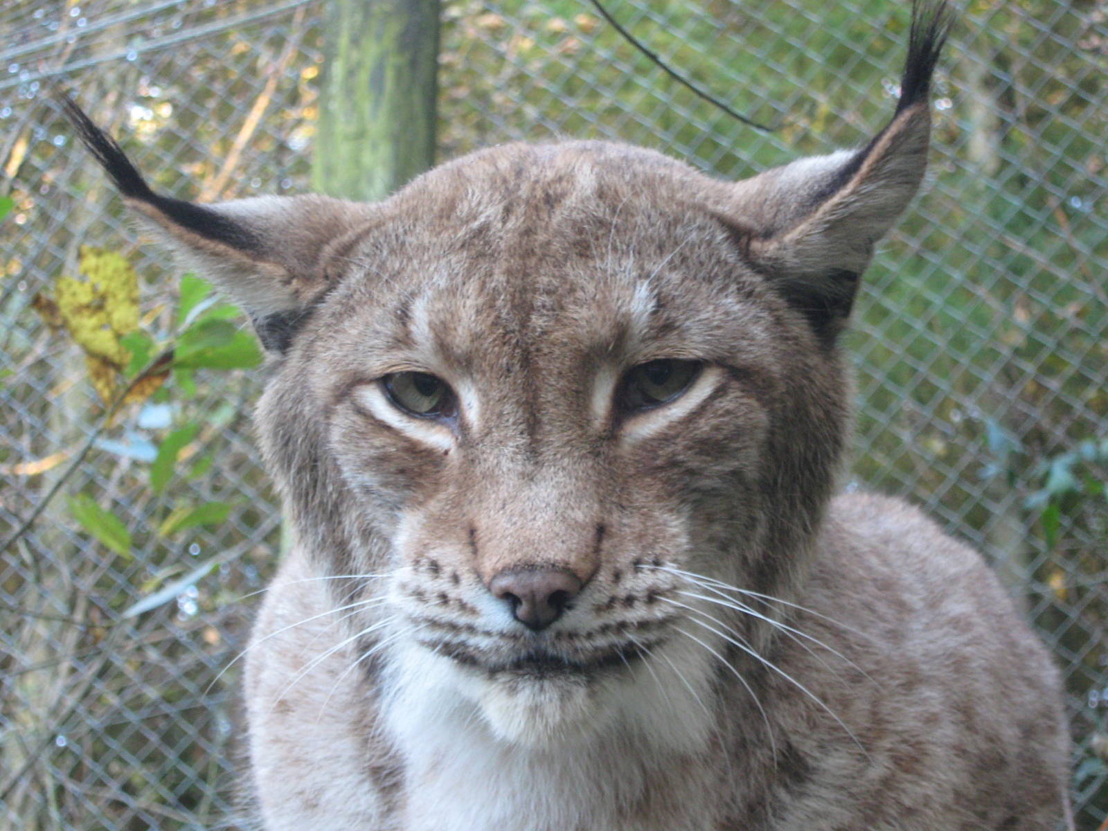 Eurasian Lynx at Galloway