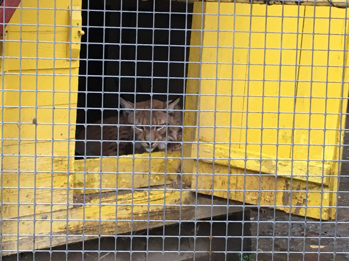 Eurasian Lynx at Piatra Neamț Zoo