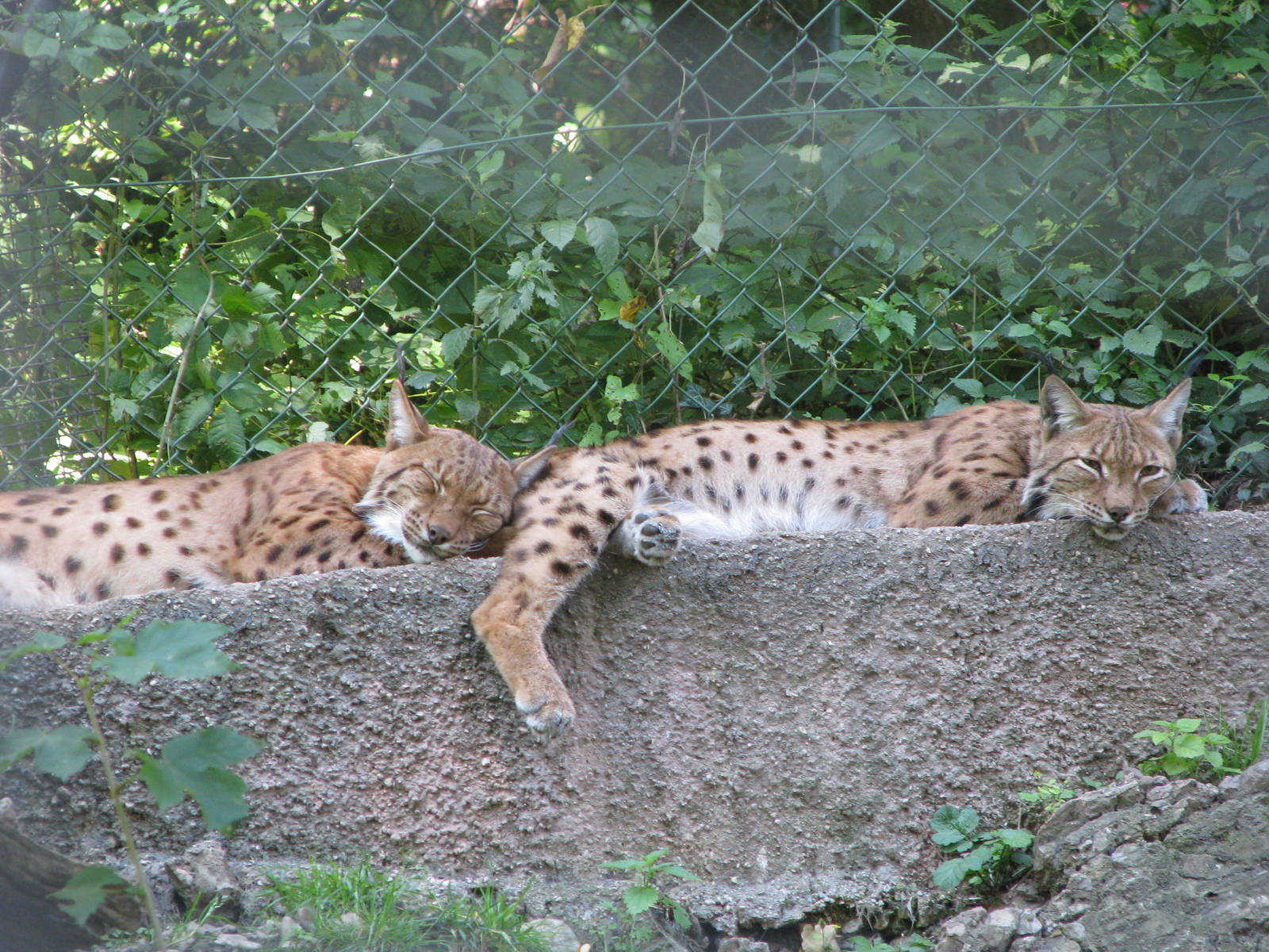 Eurasian lynx - August 2011