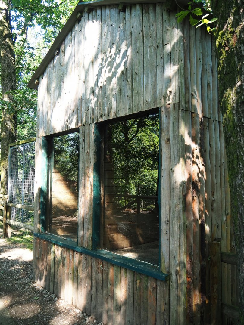 Eurasian lynx barn, 2023-06-24