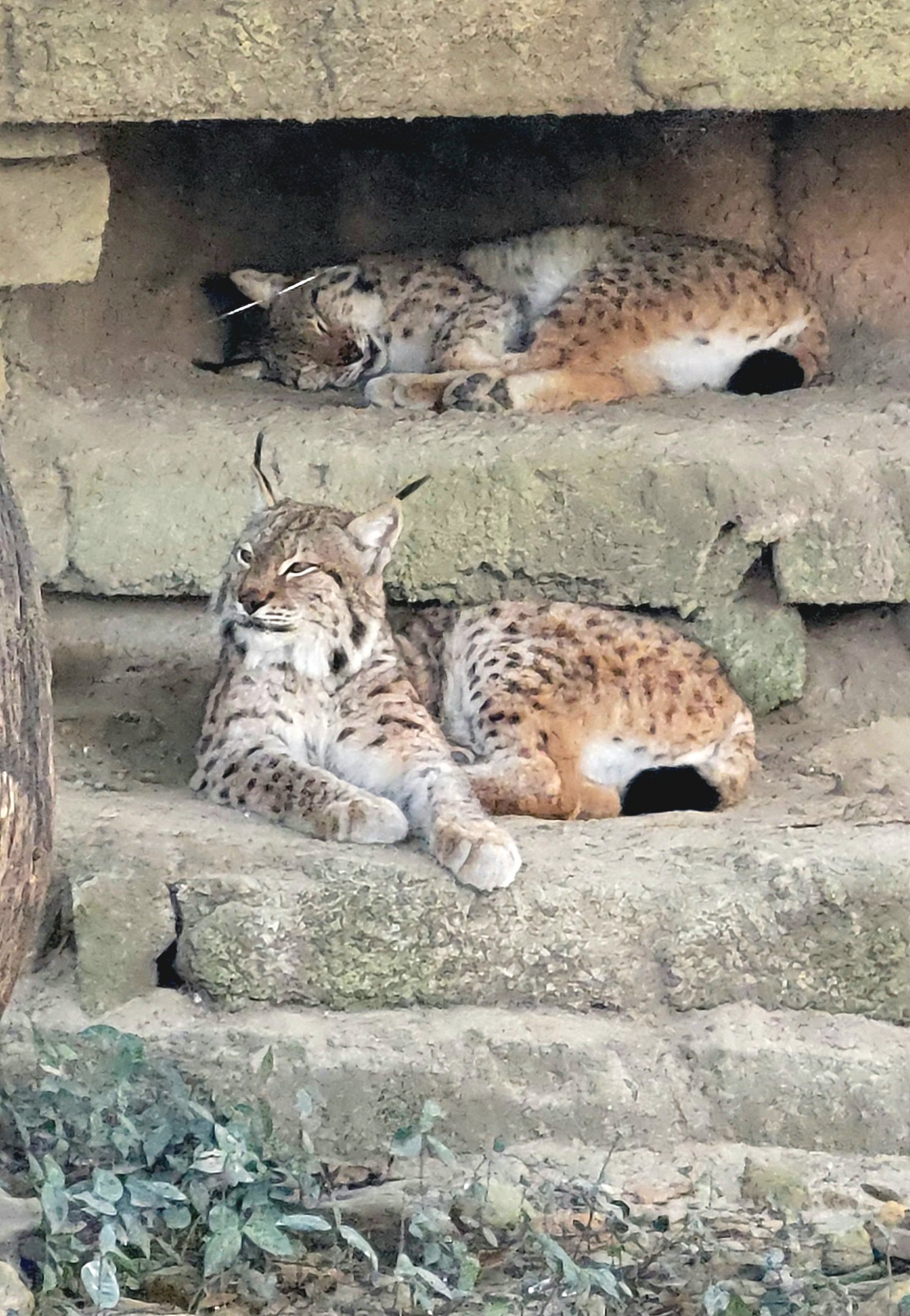 Eurasian Lynx - Bee City Zoo - March 2025