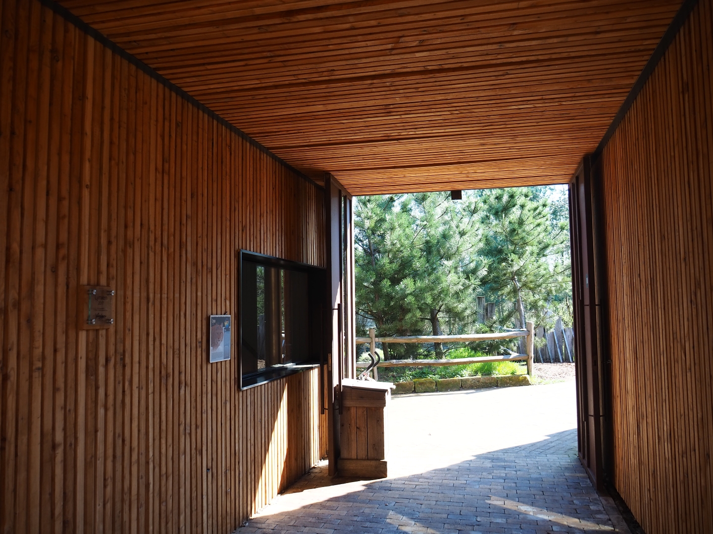 Eurasian lynx building passage, 2019-03-30