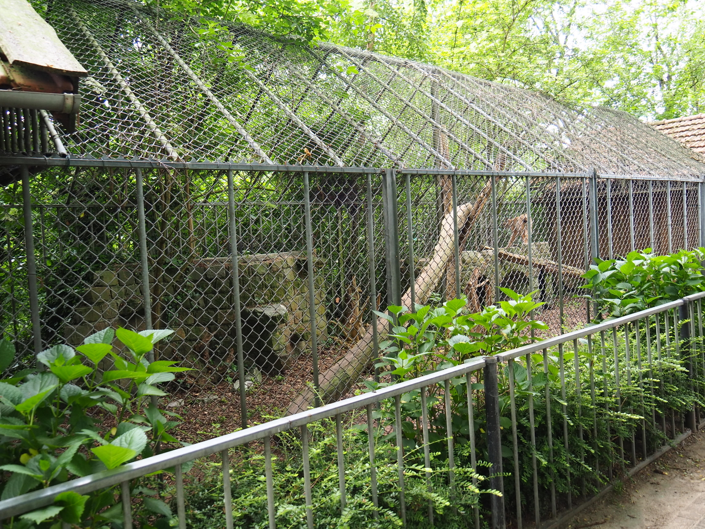 Eurasian lynx cage, 2019-05-25