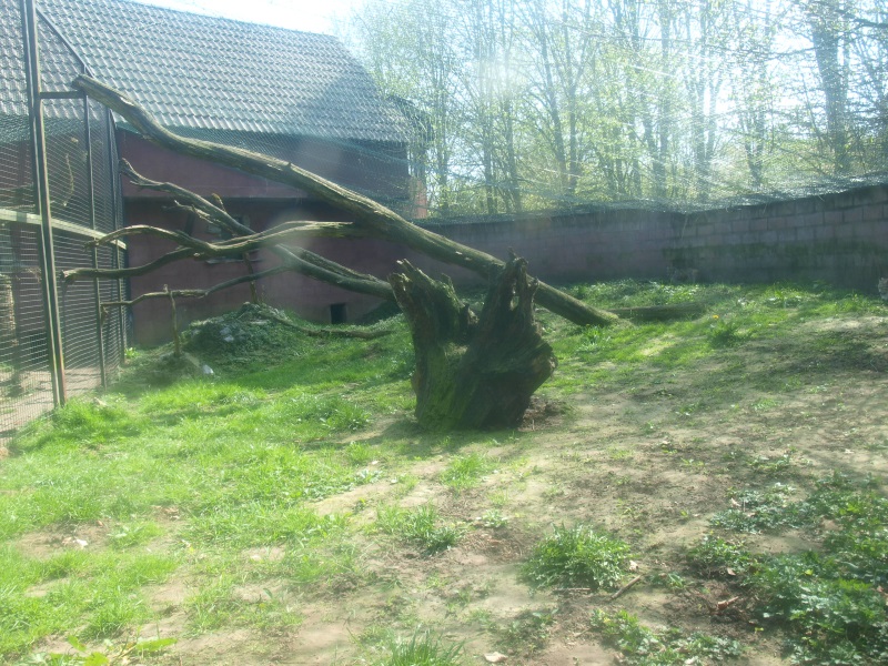 Eurasian lynx cage (April 19th, 2015)