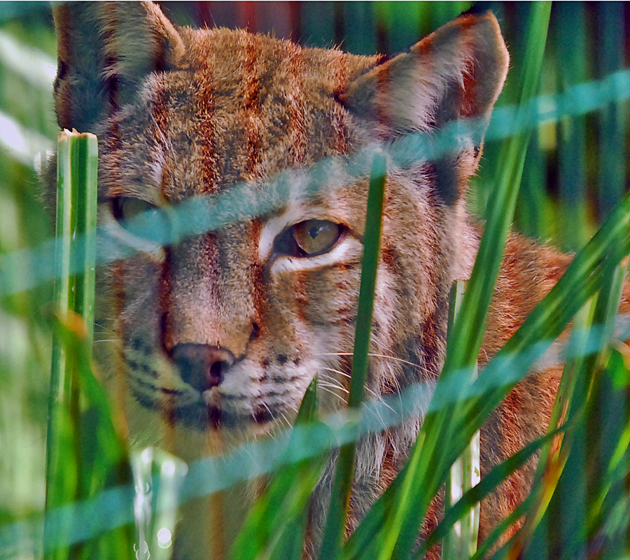 Eurasian Lynx chloe