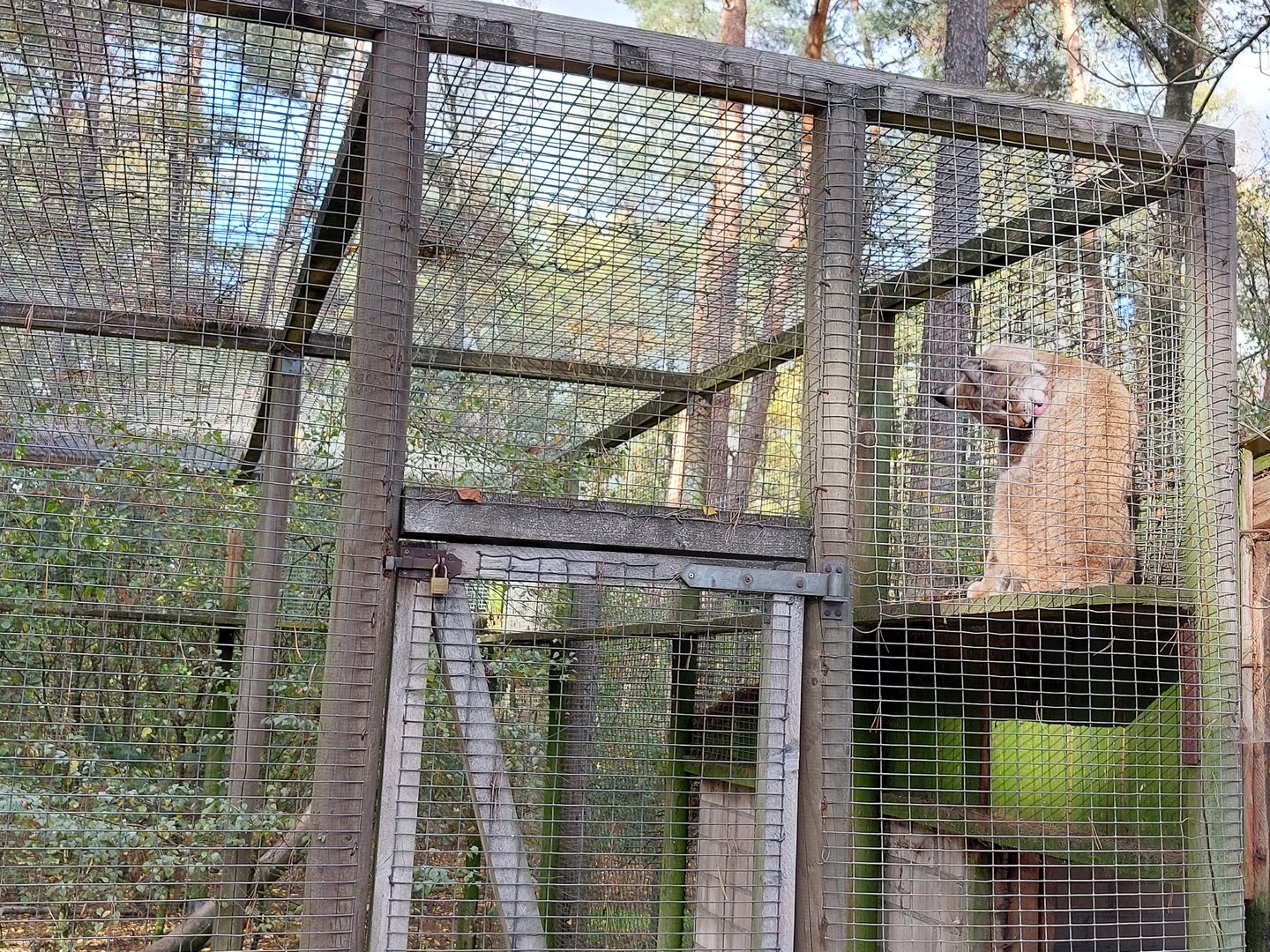 Eurasian lynx cleaning itself