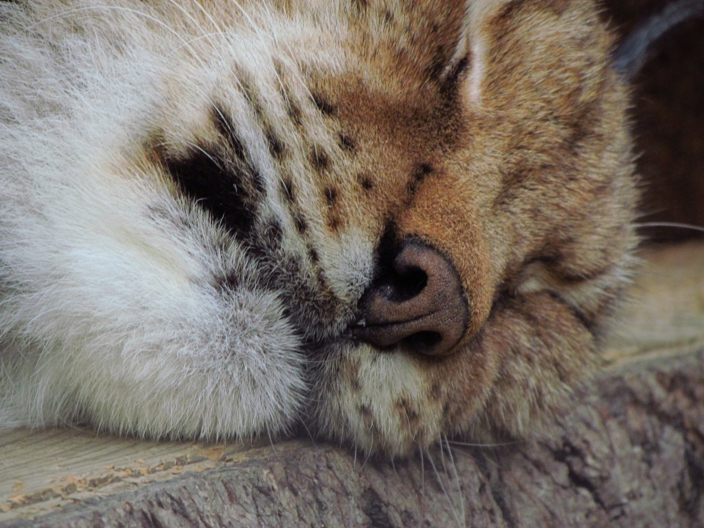 Eurasian lynx closeup