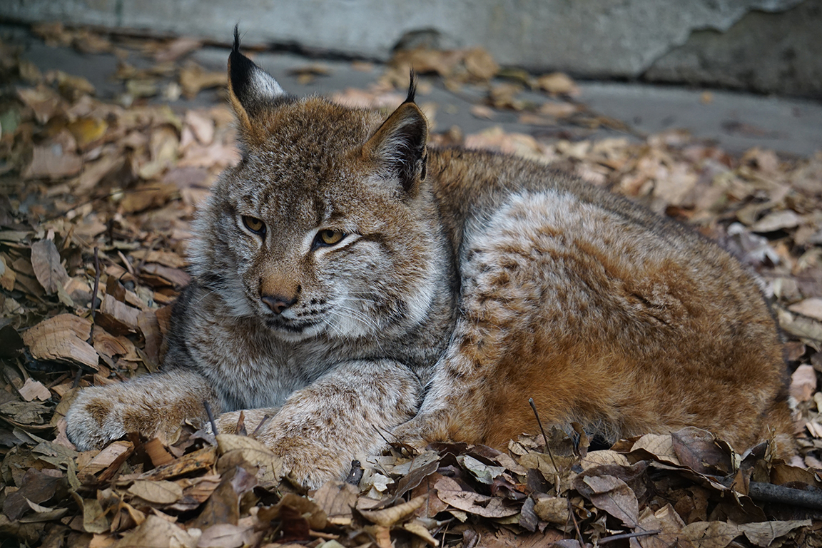 Eurasian lynx cub