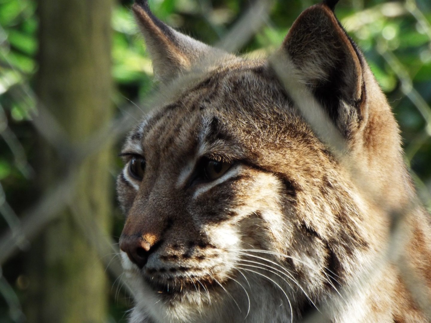 Eurasian Lynx - Dartmoor Zoo