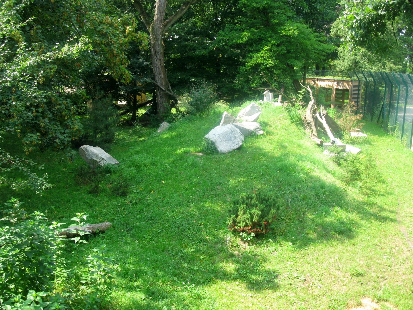 Eurasian Lynx enclosure - 08.2013