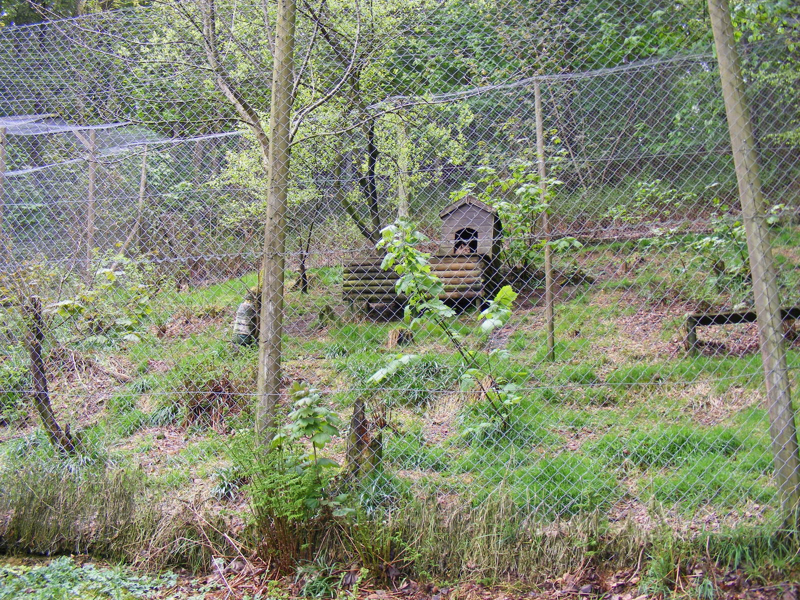 Eurasian lynx enclosure at Galloway Wildlife Conservation Park, 16 May 2010