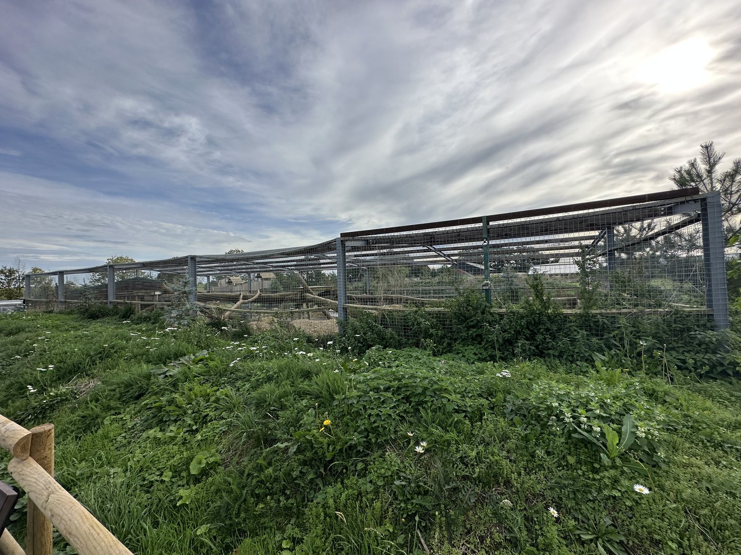 Eurasian Lynx Enclosure at Johnsons of Old Hurst (October 2023)