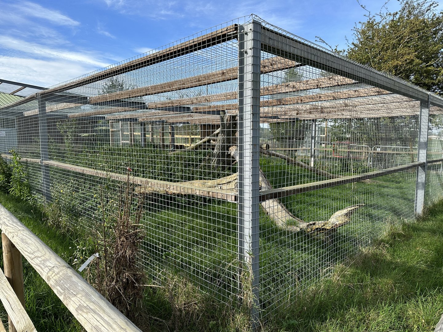 Eurasian Lynx Enclosure at Johnsons of Old Hurst (October 2023)