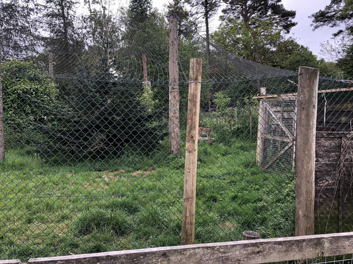 Eurasian Lynx Enclosure at Lake District Wildlife Park (May 2019)