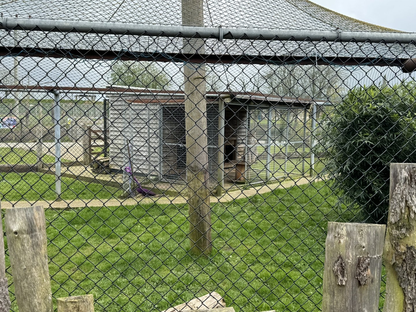 Eurasian Lynx Enclosure at Wolds Wildlife Park (March 2024)