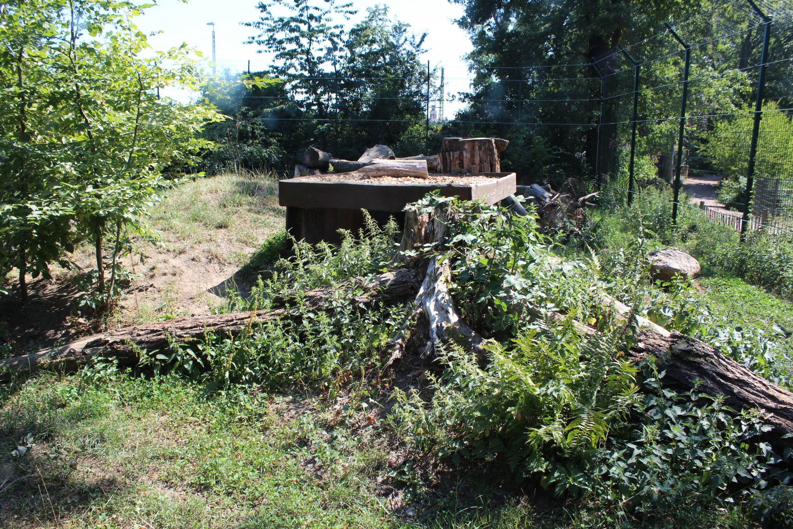 Eurasian Lynx Enclosure - July 2019