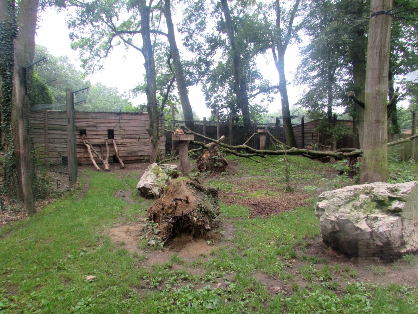 Eurasian Lynx enclosure