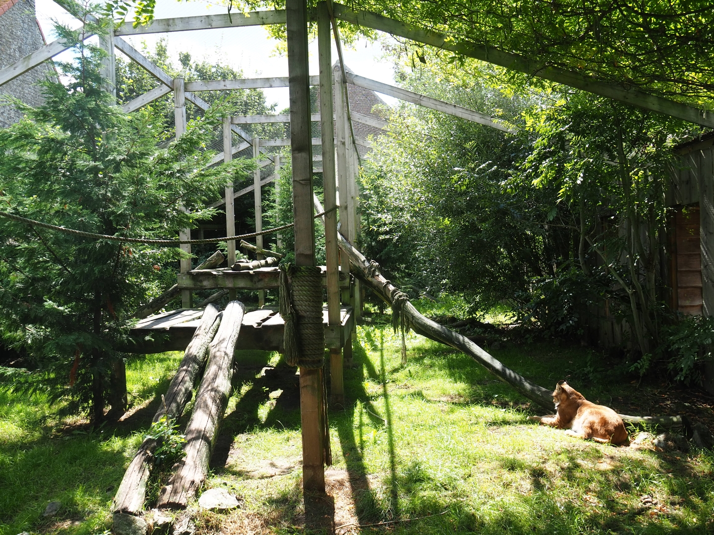 Eurasian lynx enclosure