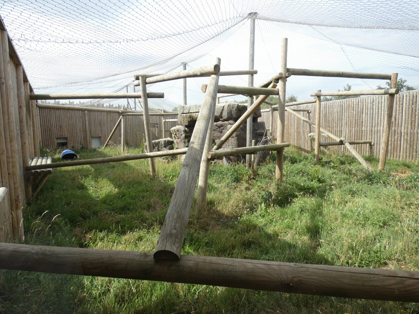 Eurasian Lynx enclosure